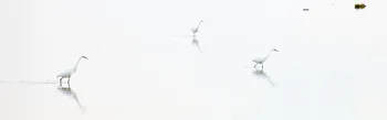 Three Egrets.jpg